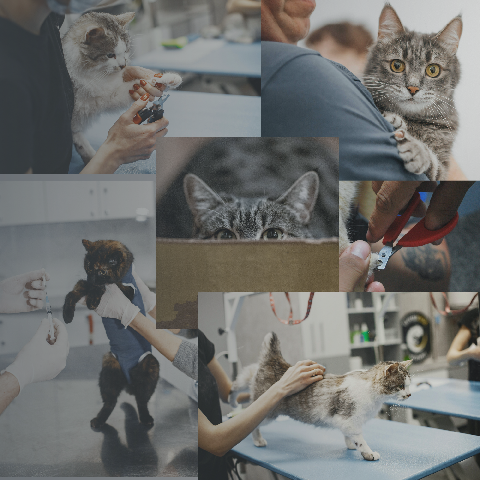 Groomer calmly trimming a cat’s claws using CatLabo SafeCut™