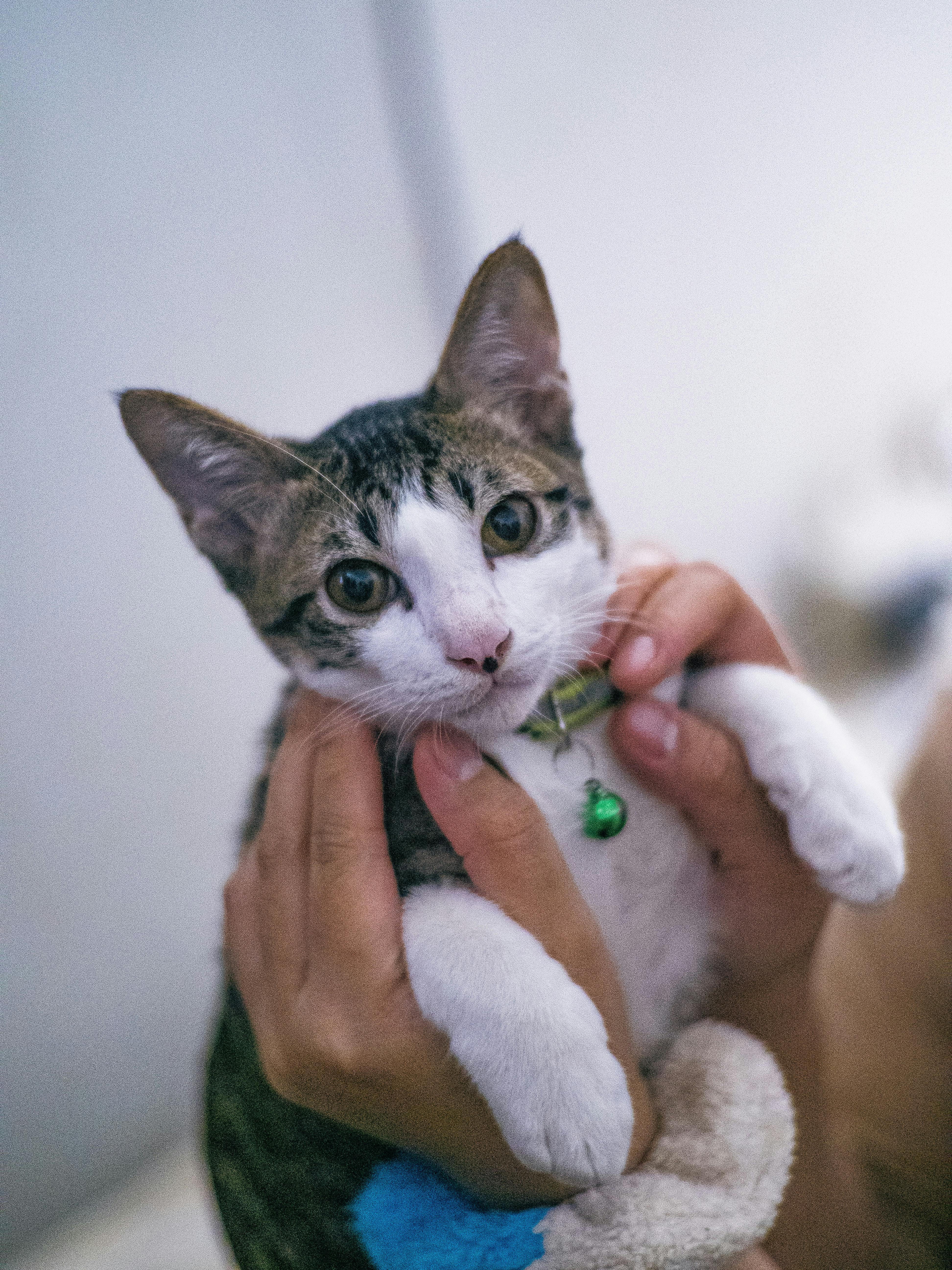 CatLabo SafeCut™ with feature callouts: whisper-quiet, LED, safety guard, USB-C